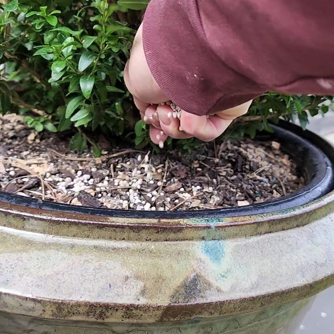 TOPBUXUS GROW 5KG