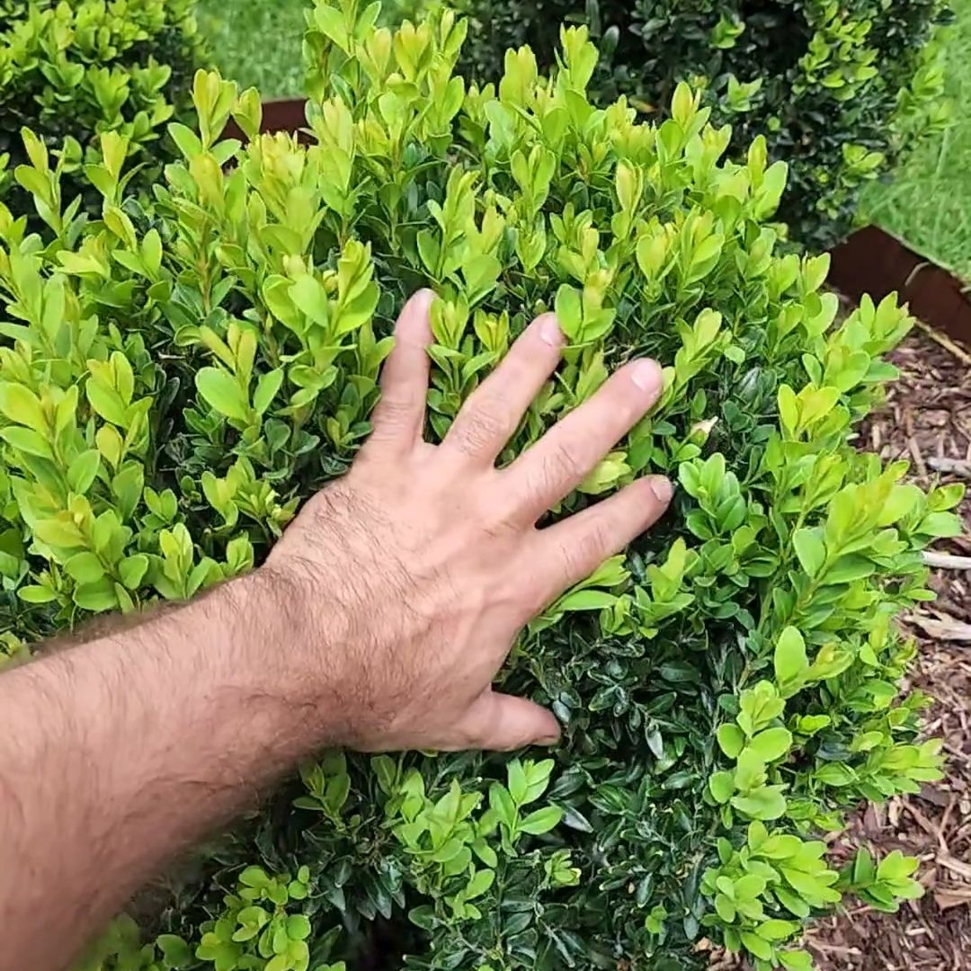 TOPBUXUS GROW 5KG