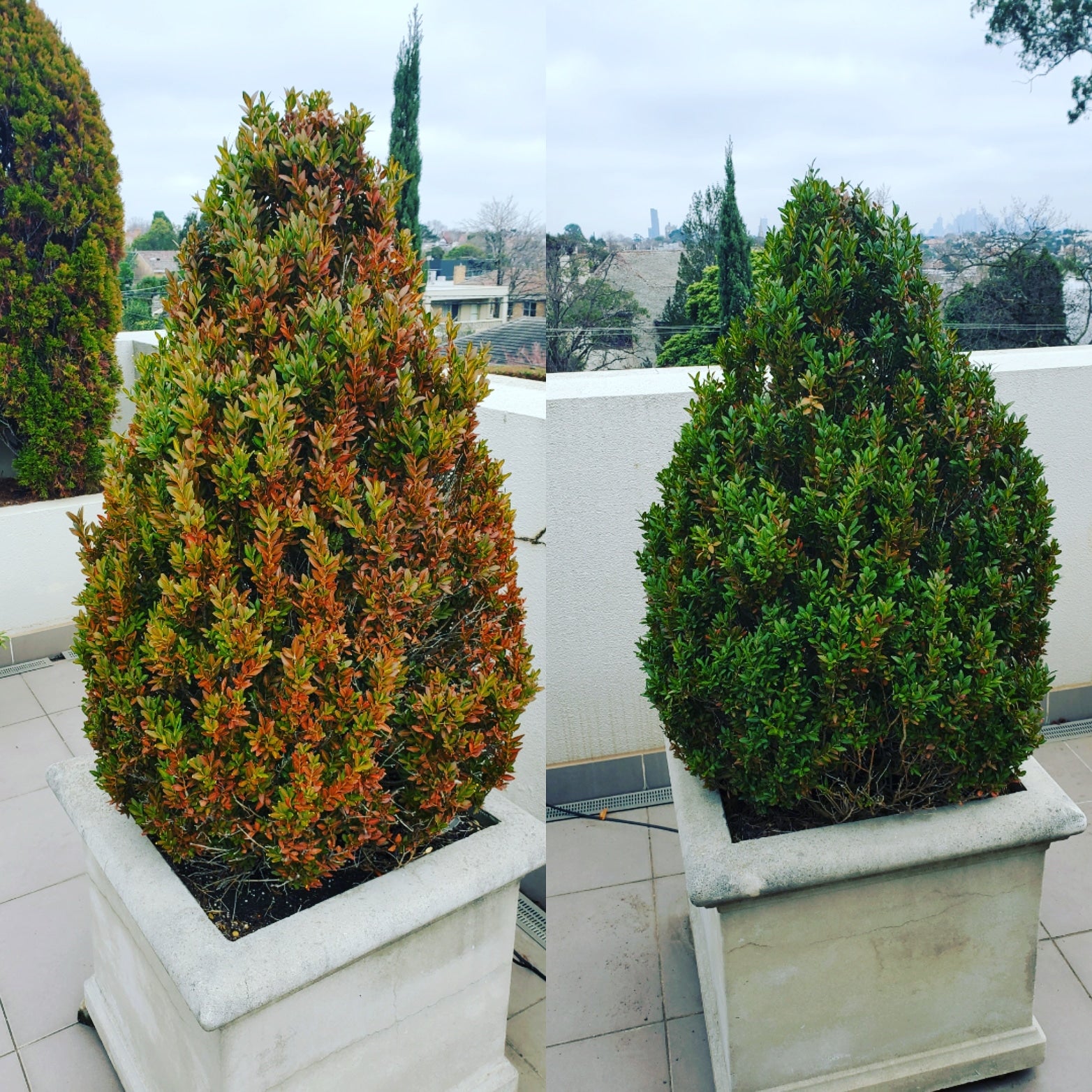 TOPBUXUS GROW 5KG
