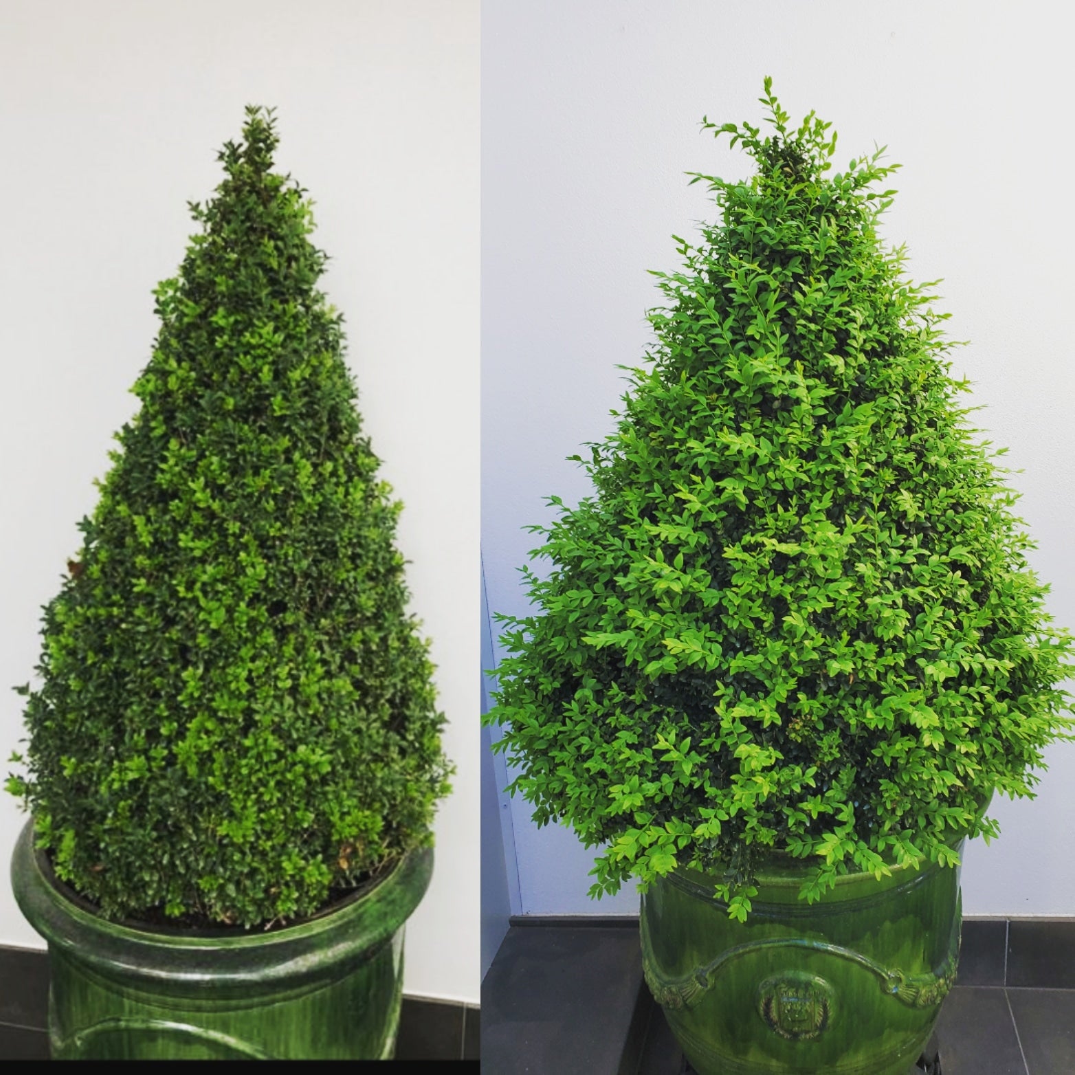 TOPBUXUS GROW 5KG