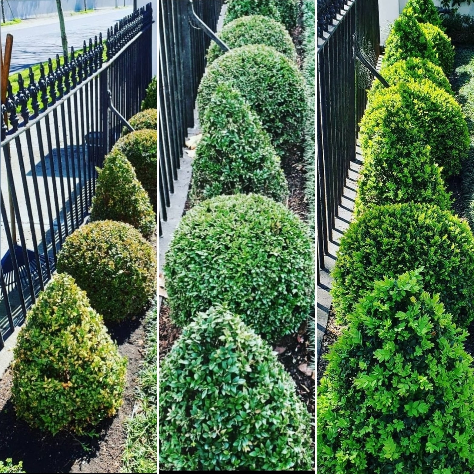 TOPBUXUS GROW 5KG