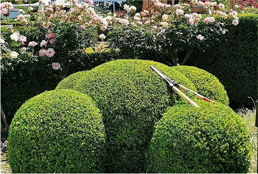 Topbuxus Garden Care: Love Your Buxus