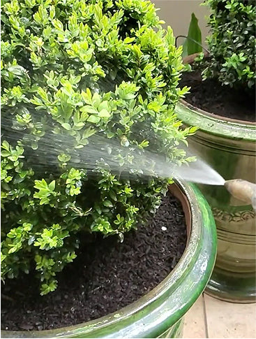 <strong>Apply solution over the foliage with a light mist</strong>