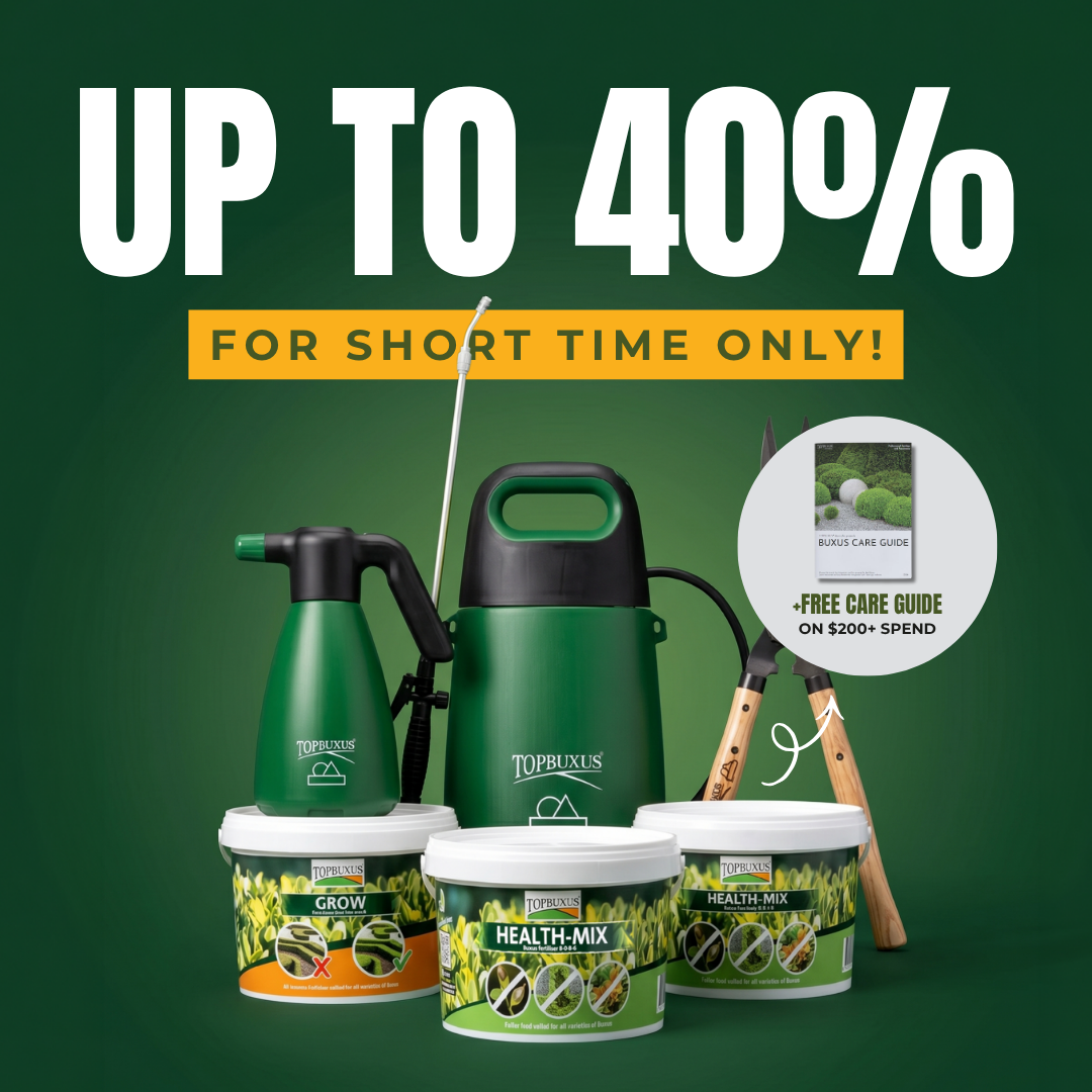The Secret to Healthier, Greener Buxus