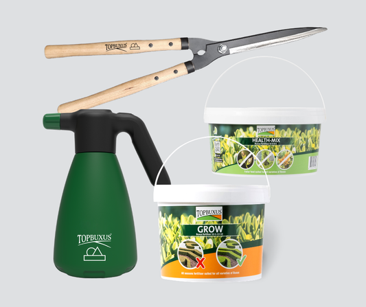 BUXUS STARTER PACK