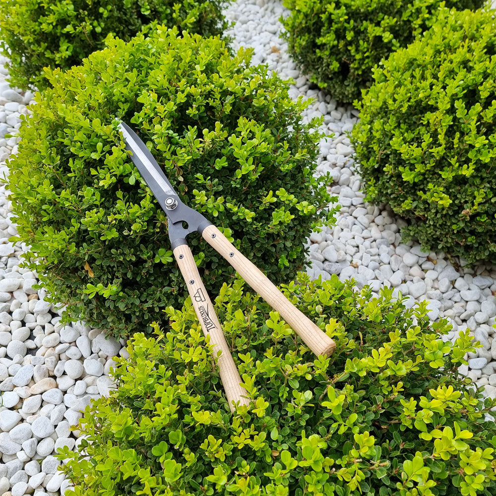 Topbuxus Shears