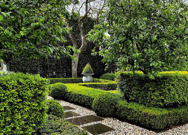 The Secret to Healthier, Greener Buxus