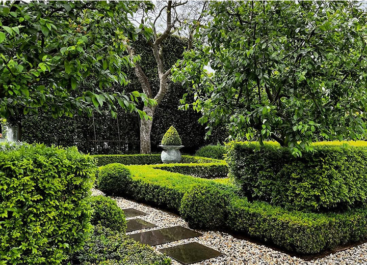 The Secret to Healthier, Greener Buxus