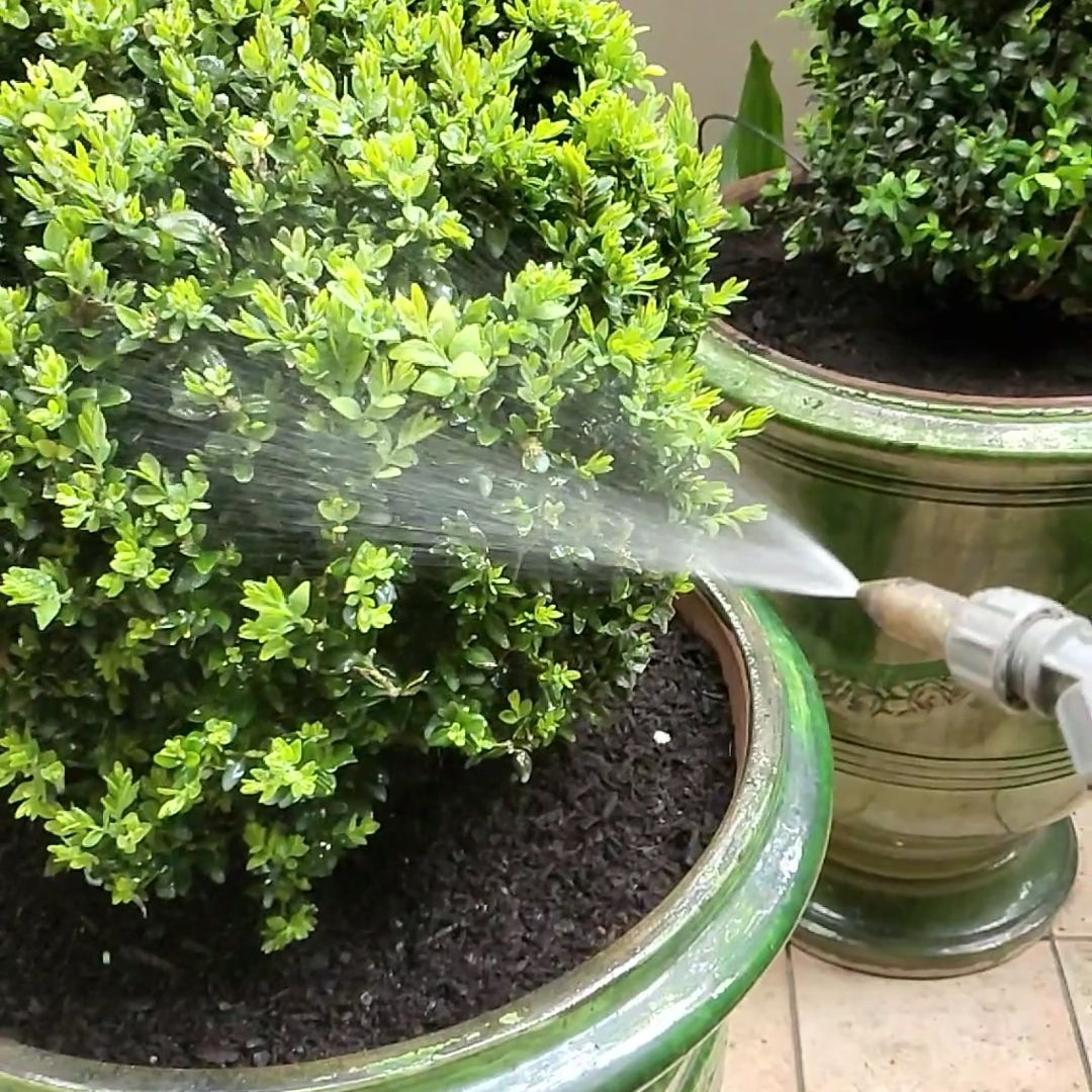 TOPBUXUS® H-M | 100 Applications