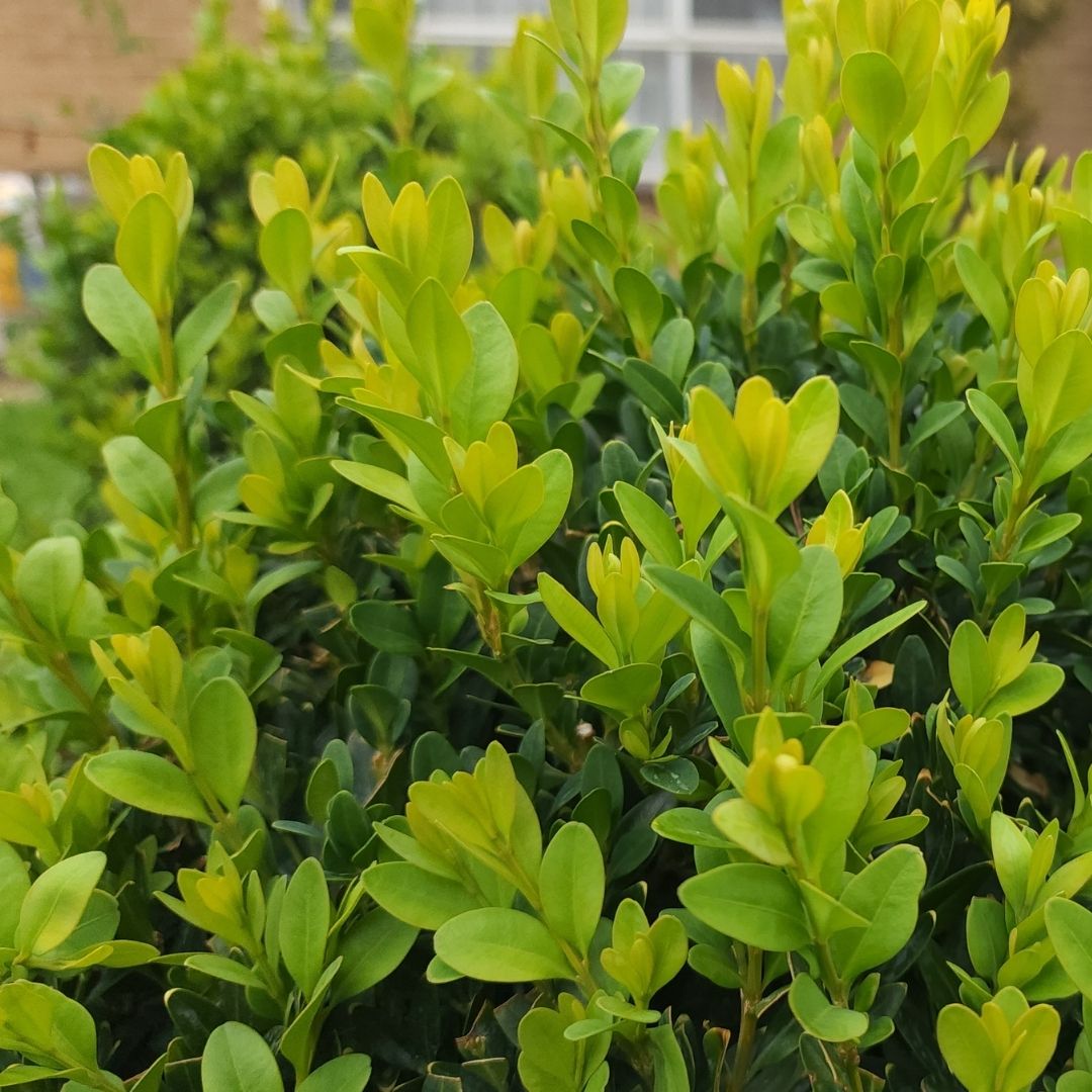 TOPBUXUS® H-M | 40 Applications