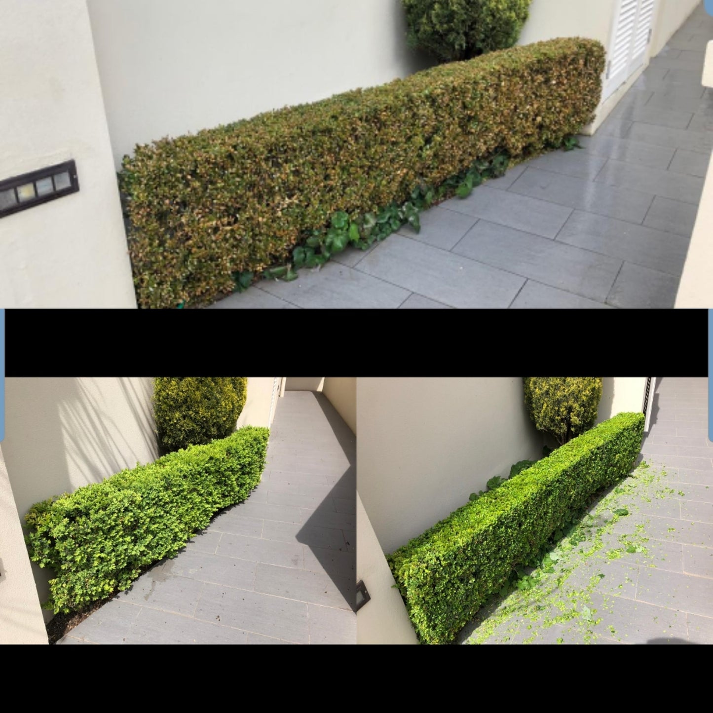 TOPBUXUS® H-M | 100 Applications