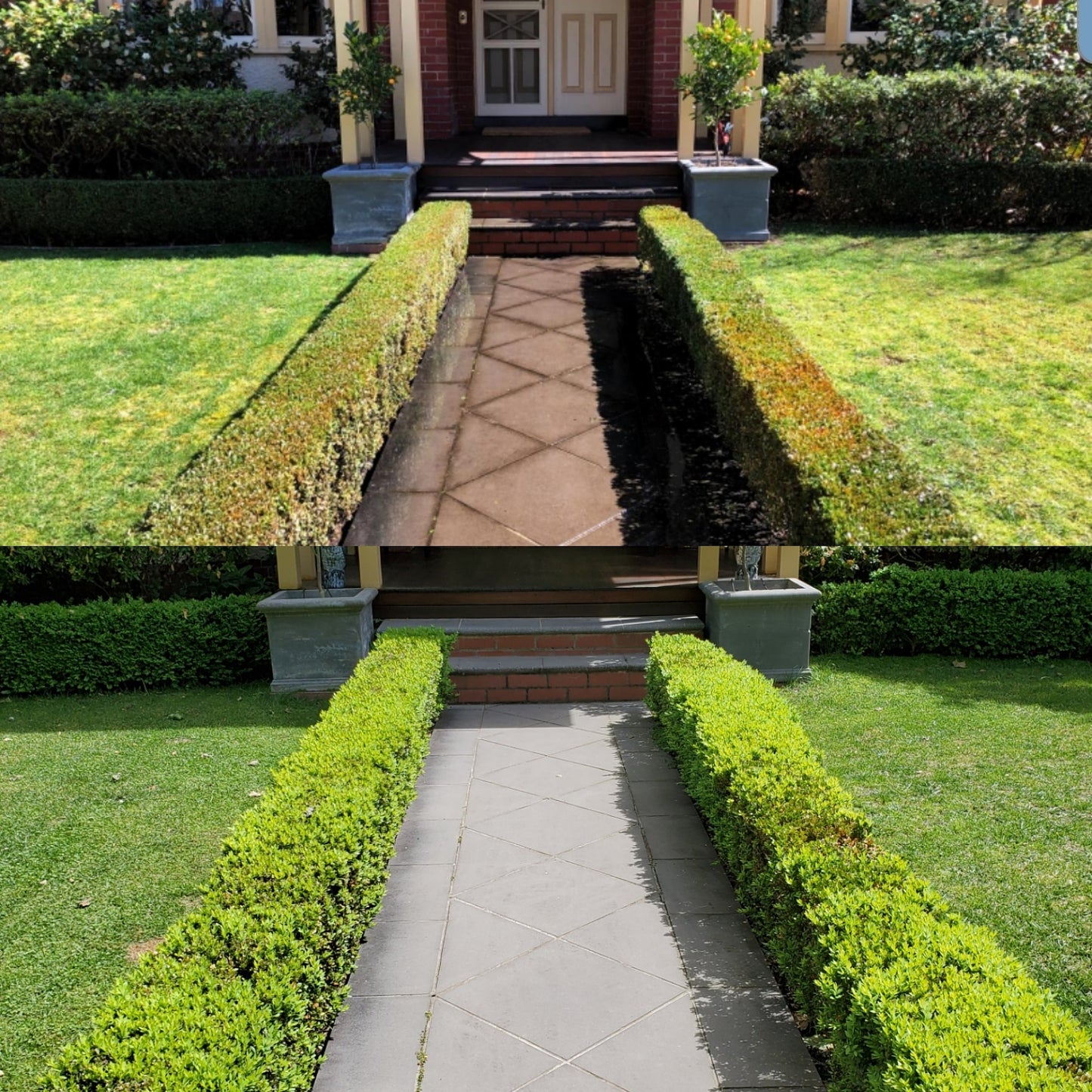 TOPBUXUS® H-M | 100 Applications